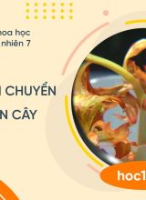 Thí nghiệm vận chuyển nước ở thân cây - KHTN 7  -  Hoc10